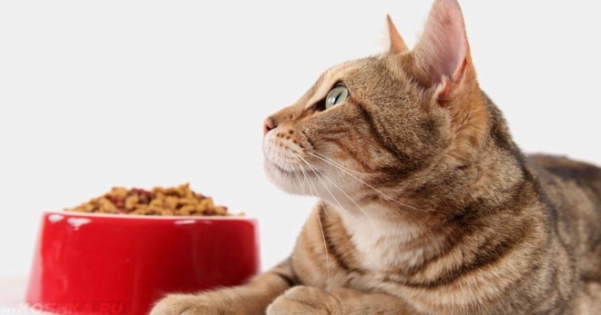 Уринари для кошек – состав продукта и чем можно кормить животное после отмены лечения?