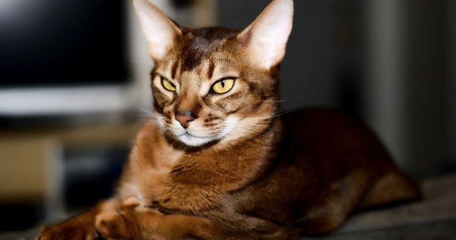 Абиссинская кошка – описание и история породы, существующие виды, особенности ухода и содержания животного