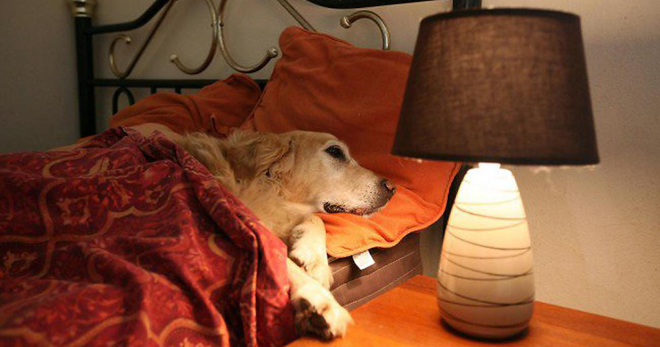 Гостиница для собак – что собой представляет и явдяется ли такой бизнес прибыльным?