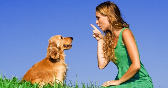 Дрессировка собак – зачем обучать животное порядку и командам, основные методы и правила дрессировки