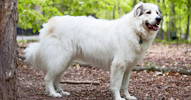 Пиренейская горная собака – описание и история возникновение породы, особенности характера и стандарты 