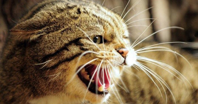 Бешенство у кошек – как можно заразиться от животного, как лечится заболевание?