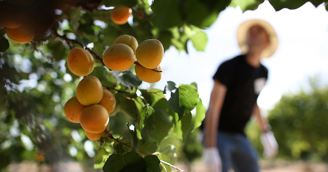 Обрезка абрикоса осенью – зачем проводить процедуру, как это правильно делать для разных деревьев?