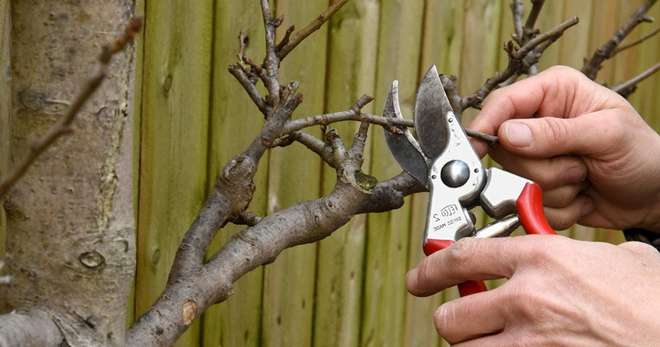 Обрезка деревьев – когда лучше проводить омолаживающую, санитарную и формовочную процедуру?