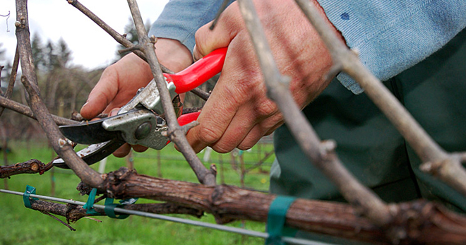 Обрезка винограда осенью для начинающих – самое подходящее время для процедуры, основные правила и ошибки