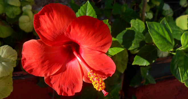 Почему гибискус цветок смерти – популярные народные приметы, связанные с этим растением