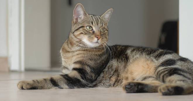 Европейская кошка – описание и основные характеристики породы, рекомендации по уходу
