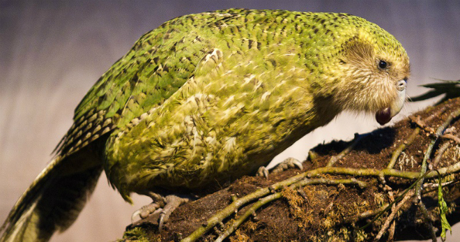 Какапо – что это за птица, ее основные характеристики и место обитания