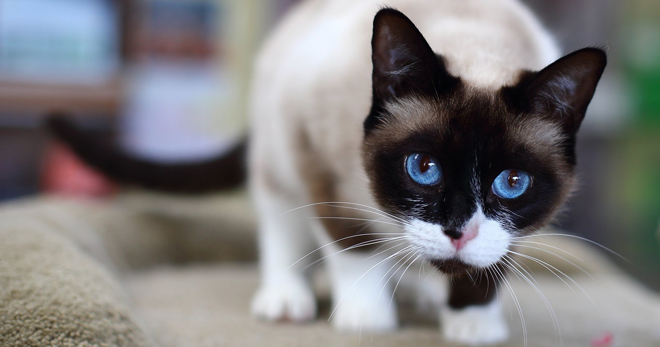 Сноу-шу – история возникновения и описание породы, сколько стоят и живут кошки?
