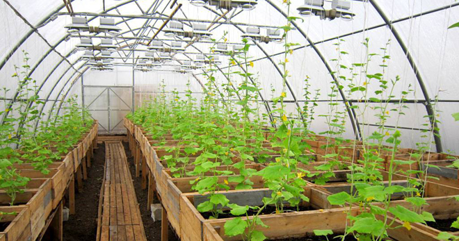 Выращивание огурцов в теплице зимой – какие выбрать сорта, особенности конструкции и процесса выращивания