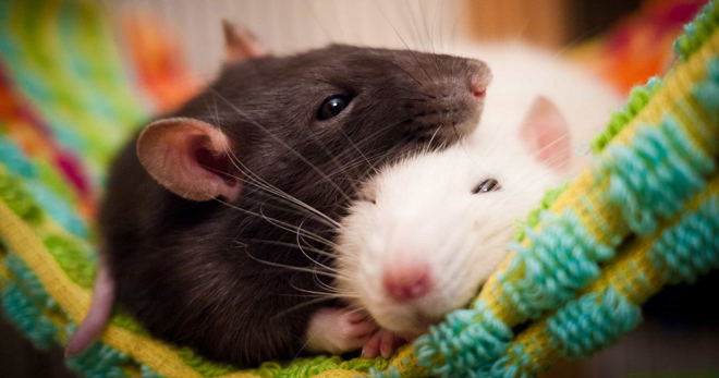 Домашняя крыса – основные виды, плюсы и минусы грызуна, интересные клички