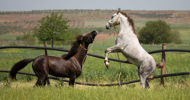 Масти лошадей – что такое масть, черты основных и необычных мастей животных