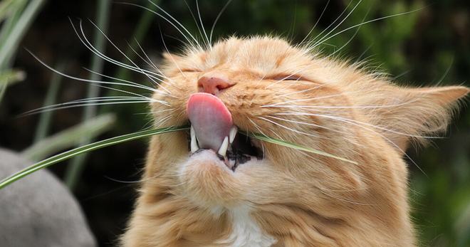 Гингивит у кошек – что это за болезнь, заразна ли она, основные симптомы и причины