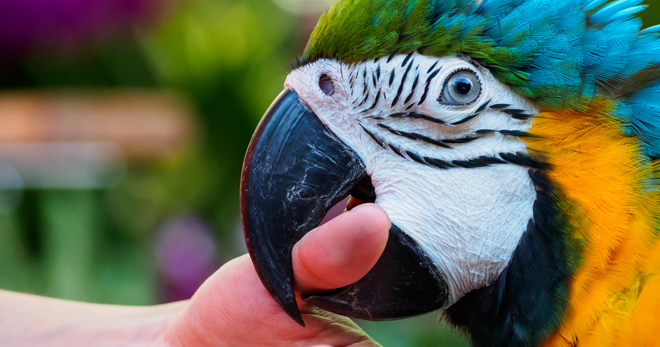 Как отучить попугая кусаться – основные причины агрессивного поведения, что делать, если укусила птица?