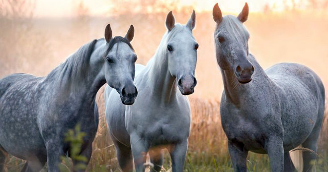 Арабская лошадь – история породы, характеристика, существующие типы и масти
