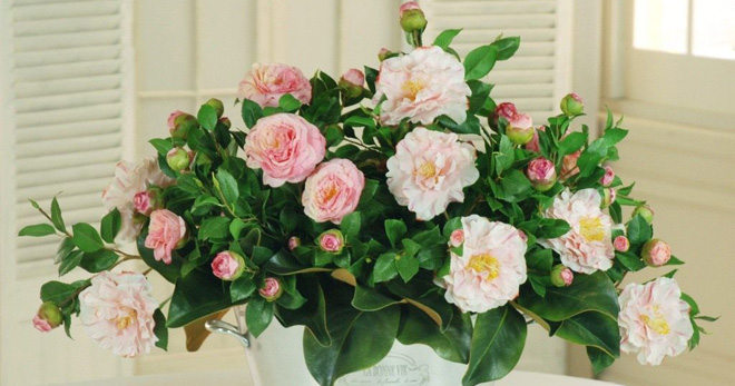 Цветок камелия – можно ли держать дома, какие есть виды, особенности посадки растения