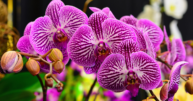 Цветок орхидея – как выглядит, какие есть цвета, особенности ухода после покупки, правила полива и пересадки