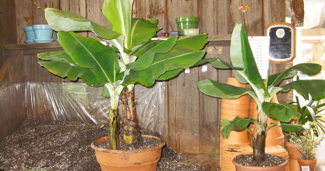 Банановое дерево – описание культуры, сколько раз дает плоды, как вырастить в домашних условиях?