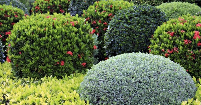 Декоративные кустарники – особенности барбариса, дерена, пузыреплодника и других лиственных растений