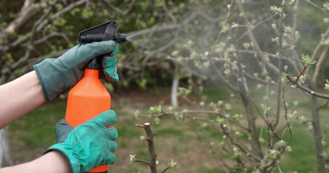 Бордосская жидкость – применение в садоводстве весной, как правильно сделать и использовать раствор?