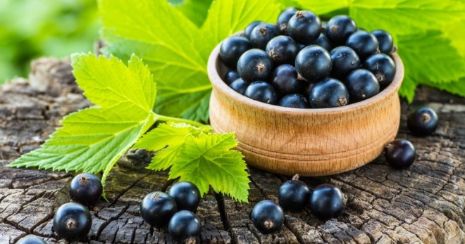 Польза черной смородины для мужчин и женщин, состав ягод, существующие противопоказания
