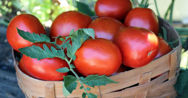 de barao pomidory