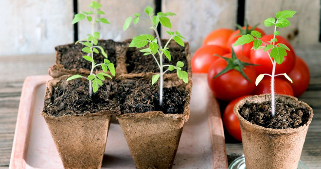 Высадка рассады помидоров в открытый грунт – когда проводить, где лучше поместить растения?