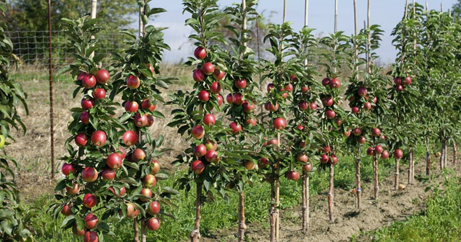 Колоновидная яблоня – описание, плюсы и минусы, популярные сорта, как получить такое растение?