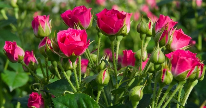 Роза спрей – что это, особенности, сорта, правила посадки и ухода за растением