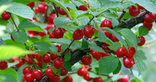 Войлочная вишня – как выглядит, отличие от обыкновенной вишни, популярные сорта, как вырастить из косточки?