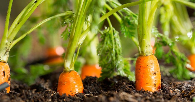 Чем подкормить морковь в июне – использование навоза, птичьего помета, дрожжей, золы, азофоски и других средств