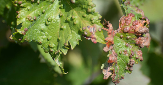Болезни винограда на листьях фото с описанием и лечение