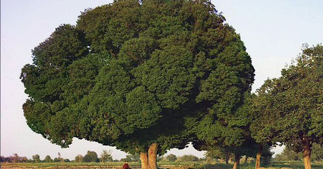Дерево карагач – что это, как выглядит, основные виды, как посадить и ухаживать?