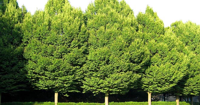 Дерево граб – возможные болезни растения, использование в ландшафтном дизайне