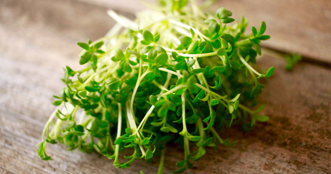 Кресс-салат – описание, как выглядит, применение, сорта, особенности выращивания