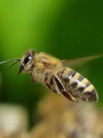 Укус пчелы – как снять опухоль?