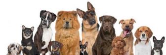Собаки: особенности пород и рекомендации по выбору