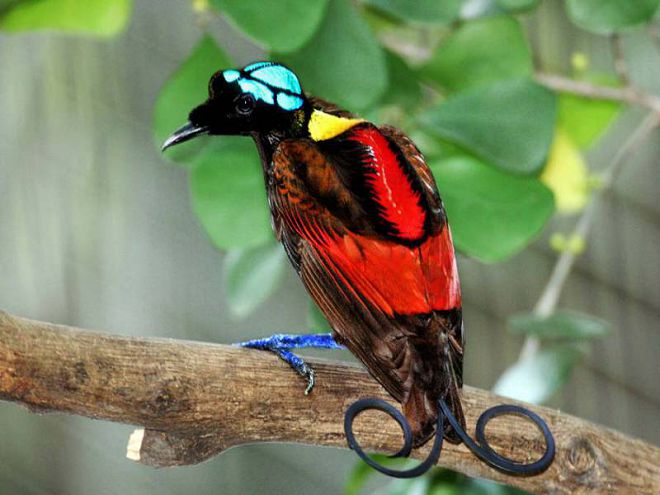 Синеголовая великолепная райская птица