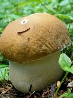 Белый гриб - описание для детей