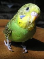 Болезни волнистых попугаев - симптомы