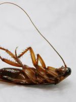 Борьба с тараканами в домашних условиях
