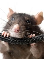 Чего боятся крысы?