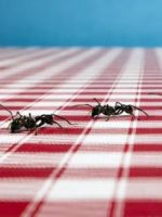 Домашние муравьи - причины появления