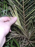 Финиковая пальма – сохнут листья