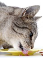 Гипоаллергенный корм для кошек