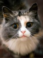 Хламидиоз у кошек - симптомы