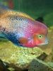 Радужная цихлазома – описание, отличия самца от самки, совместимость с другими рыбками