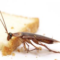 заговор против тараканов
