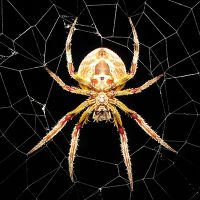 к чему снятся пауки и паутина