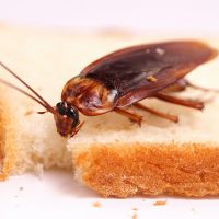 как избавиться от тараканов навсегда заговоры